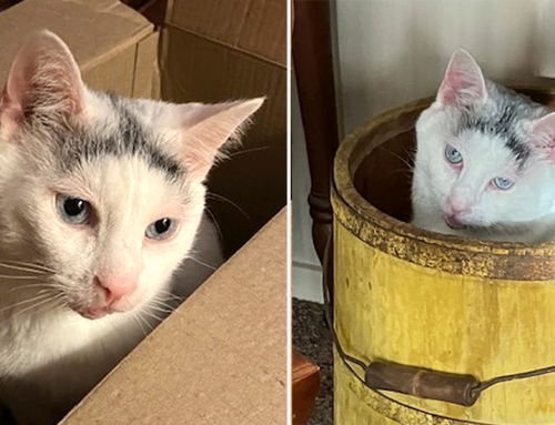 Senior Cat Went From Grumpy to Golden with a Loving Home and Treatment for Allergies