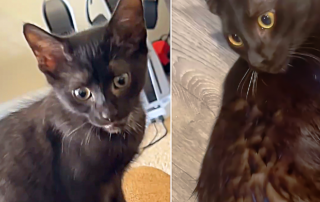 J Coal, aka Smokey, Ghost Tabby, Smoke Tabby, Black cat with white undercoat, fur color, Virginia, house panther, rescued kitten