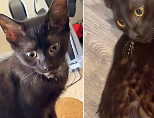 POV: Your Black Cat Isn’t Actually Black and Has a Subtle Smokey Undercoat