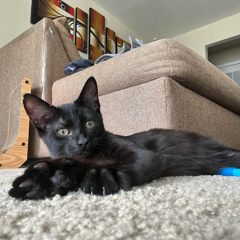 POV Your Black Cat Isn't Actually Black and Has a Subtle Smokey