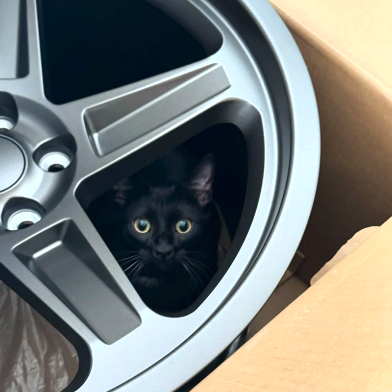 J Coal Smokey hiding in a car wheel