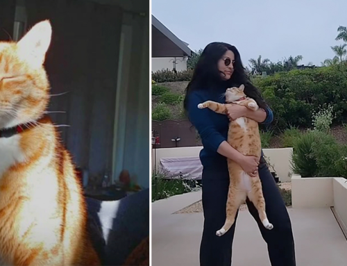 Grief Specialist Brings Light and Healing Into Her Day by Dancing with Cats