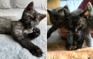 Wall-E, Eve, Axiom, Beanie Baby Fosters, DeMarco, Washington D.C., Junkyard, Junkyard Crew, kittens, neonates, Bottle Babies, Tails High Rescue,