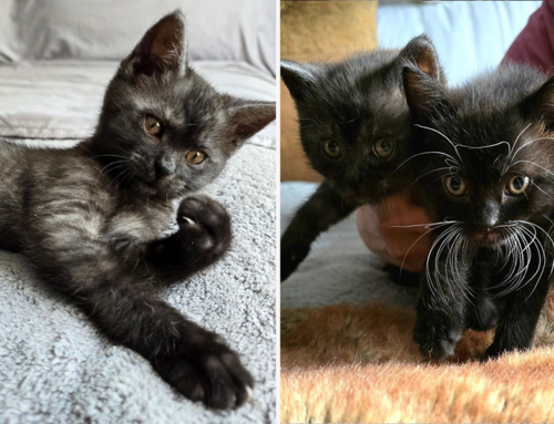Wall-E and Eve the Kittens Reunite with Their Beautiful Lost Sister Discovered Weeks Later in a Junkyard