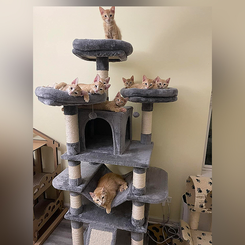 Kate Plus 8 kittens, Purrfect Cat Rescue Inc