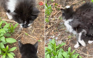 AbF420, thefrontdeskontiktok, thefrontdesk, kittens, Yonkers, New York, Kittens' father refuses to pay child support, mama cat has kittens in a speaker
