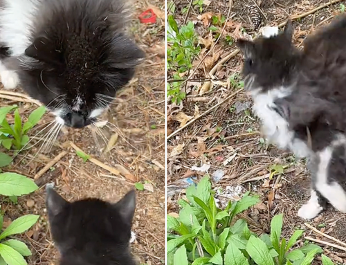 Kittens’ Deadbeat Dad Turns Tail and Runs When Man Jokes About Paying Child Support!
