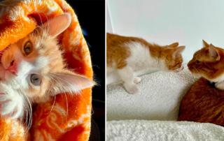 Ginger Cat Chaos, Denise, from Michigan, Kona, Kai and Kaleo, Marmalade, Mazikeen, and Calypso, Introducing a new kitten to adult cats, Meowment of Truth