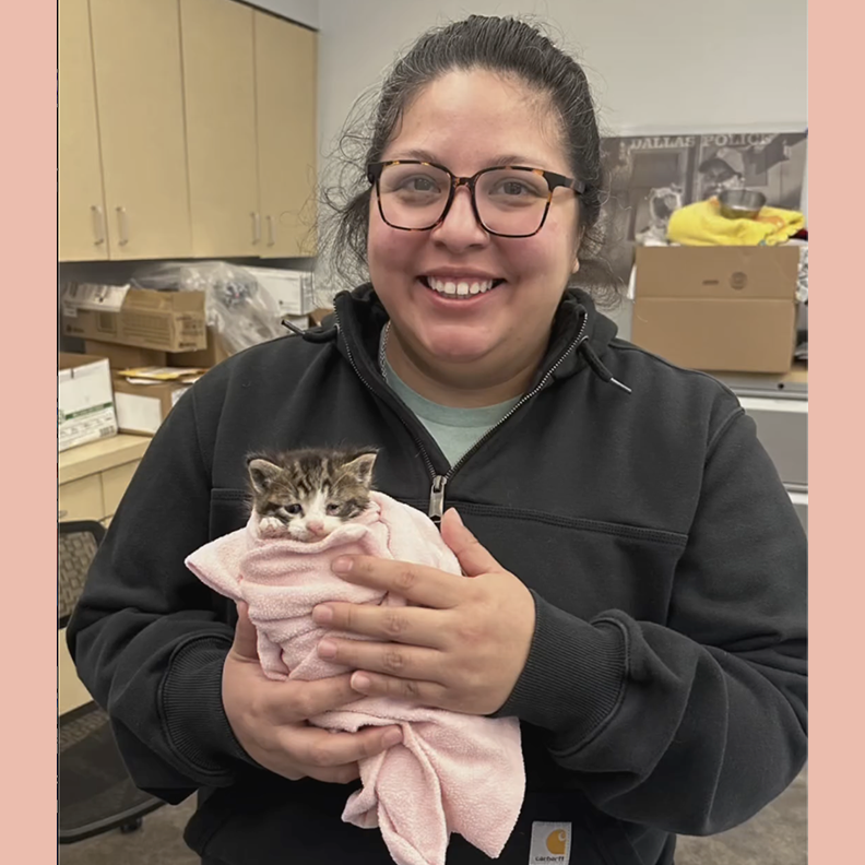 Dallas Pets Alive, Texas, Kittens named Mario and Luigi, fostering kittens, Dallas Animal Services and Adoption Center, Tabby kittens, Kitten nursery, clear the shelters, 6