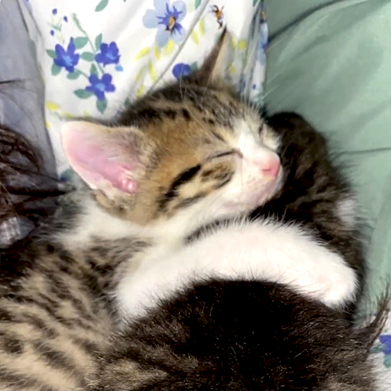 Dallas Pets Alive, Texas, Kittens named Mario and Luigi, fostering kittens, Dallas Animal Services and Adoption Center, Tabby kittens, Kitten nursery, clear the shelters, 2, kitten hug