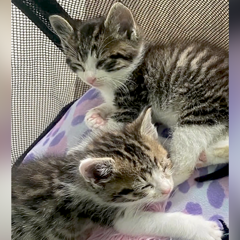 Dallas Pets Alive, Texas, Kittens named Mario and Luigi, fostering kittens, Dallas Animal Services and Adoption Center, Tabby kittens, Kitten nursery, clear the shelters, 1
