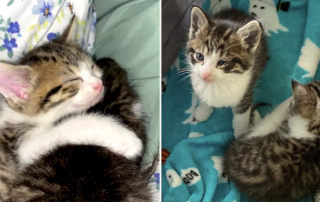 Dallas Pets Alive, Texas, Kittens named Mario and Luigi, fostering kittens, Dallas Animal Services and Adoption Center, Tabby kittens, Kitten nursery, clear the shelters