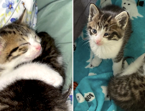 Cutest Kittens ‘Mario and Luigi’ Stick Together and Level Up In a Loving Foster Home