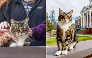 Vermont State University's Castleton campus, Dr. Max Dow, campus cat, Doctorate in Litter-ature, Ashley Dow, Kaitlyn Tanner, Fair Haven, Vermont, feral cat earns honorary doctorate, tabby