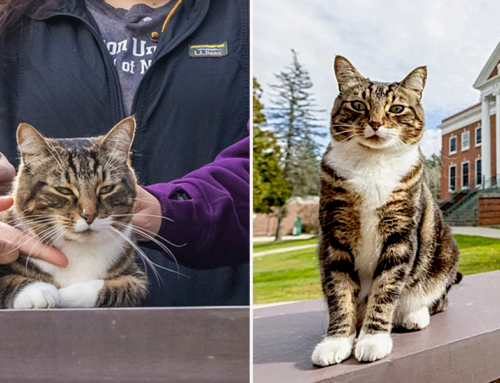 Once Feral Cat Earned an Honorary Doctorate from a University in Five Years
