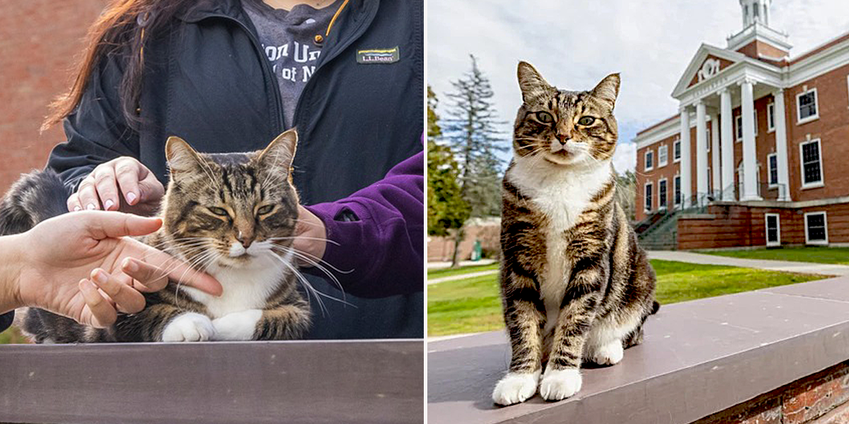 Vermont State University's Castleton campus, Dr. Max Dow, campus cat, Doctorate in Litter-ature, Ashley Dow, Kaitlyn Tanner, Fair Haven, Vermont, feral cat earns honorary doctorate, tabby