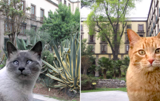 Mexico's National Palace cats, living fixed assets, President López Obrador, feral cats, Adriana Castillo Román, David Bowie, Nahuatl language, Mayan, Yuri Knorozo