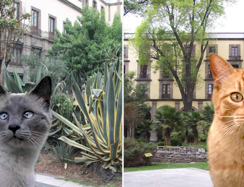 Beloved Cats at Mexico’s National Palace Will Always Be Cared For After Official Declaration