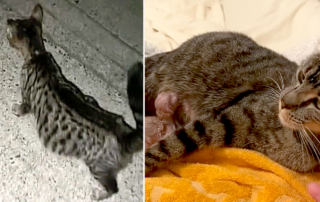Dabrielle Joy Lowman, Washington, Mini, pregnant stray cat gives birth hours after rescue, neonates, mother cat, dabriellejoy,