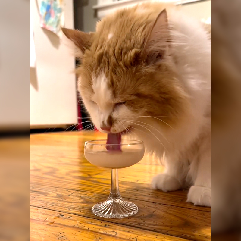 Cat Loves His Nighly Happy Hour with His Own Cat-Friendly Cocktails and Martinis, tiny martini glass