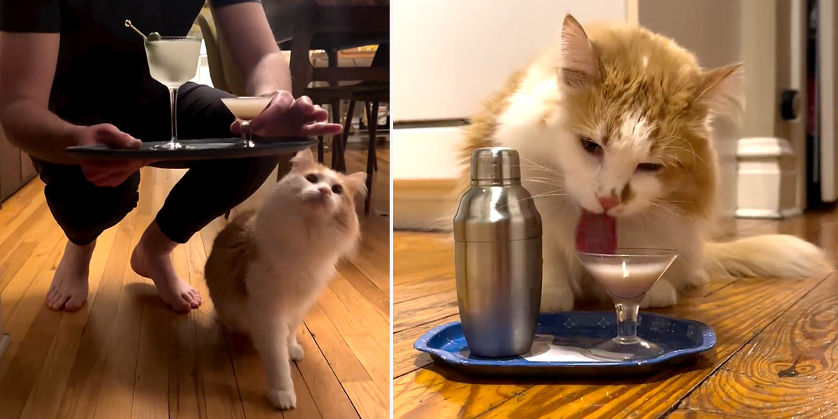 Cat Loves His Nighly Happy Hour with His Own Cat-Friendly Cocktails and Martinis