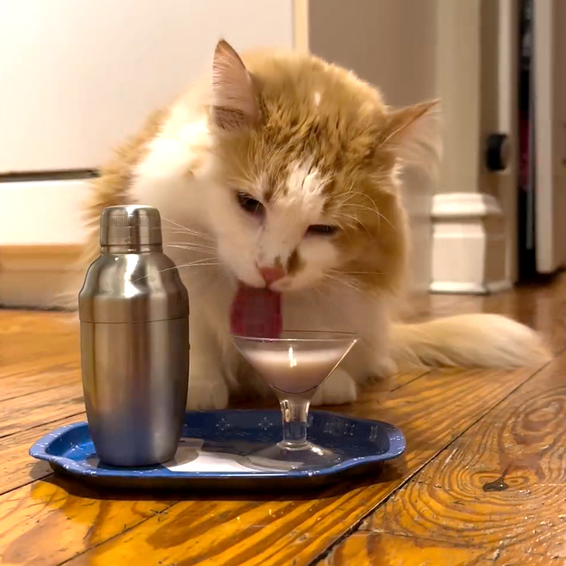 Cat Loves His Nighly Happy Hour with His Own Cat-Friendly Cocktails and Martinis, 3