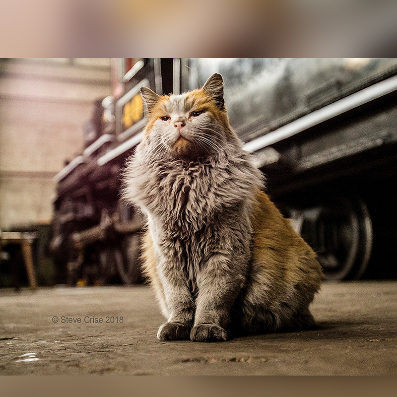 Dirt, Nevada Nothern Railway, Boss Shop Cat Division, Dirt, DJ, R2D3, Kennecatt, Railroad, Caboose, Ely, shop cats, protégés, Museum, steam locomotives, Steve Crise, Bristlecone Animal Aid Rescue And Xpress (BAARX), 1