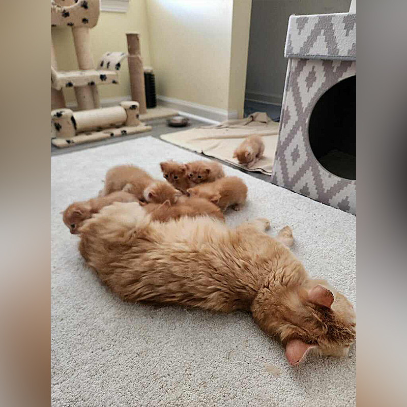 Ginger mother cat and eight ginger kittens, female ginger tabby, Crystal Lake, Illinois, Deb and Diane from Purrfect Cat Rescue, Inc., Mother's Day 2024, Five year anniversary, 9