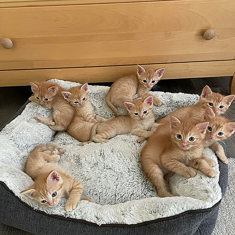 Ginger mother cat and eight ginger kittens, female ginger tabby, Crystal Lake, Illinois, Deb and Diane from Purrfect Cat Rescue, Inc., Mother's Day 2024, Five year anniversary, 8