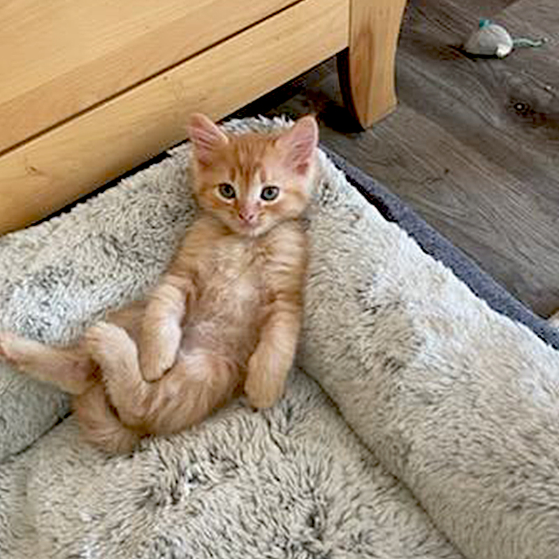 Ginger mother cat and eight ginger kittens, female ginger tabby, Crystal Lake, Illinois, Deb and Diane from Purrfect Cat Rescue, Inc., Mother's Day 2024, Five year anniversary, 6