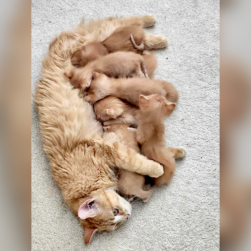 Ginger mother cat and eight ginger kittens, female ginger tabby, Crystal Lake, Illinois, Deb and Diane from Purrfect Cat Rescue, Inc., Mother's Day 2024, Five year anniversary, 5