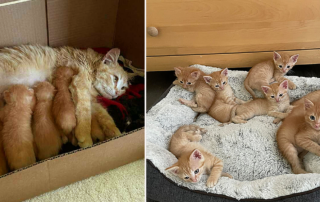 Ginger mother cat and eight ginger kittens, female ginger tabby, Crystal Lake, Illinois, Deb and Diane from Purrfect Cat Rescue, Inc., Mother's Day 2024, Five year anniversary,