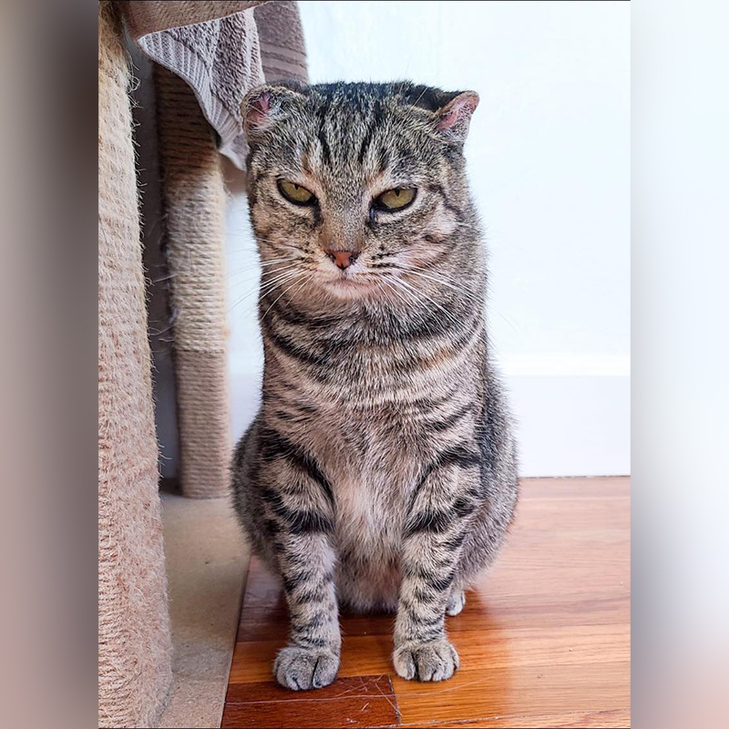  Mama cat from Mexico, Purrjury, Wish.com, Smittens Rescue, San Diego, California, Scottish fold cat, Purrgatory, 200 days in foster care, boss, Queen