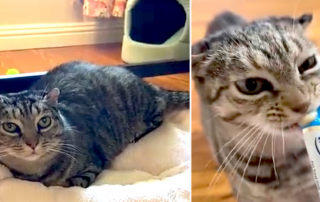 Mama cat from Mexico, Purrjury, Wish.com, Smittens Rescue, San Diego, California, Scottish fold cat, Purrgatory, 200 days in foster care