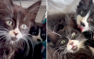 Frankie Marie, Frankie's Fosters, Rocco and Rascal, Bonded brother kittens, tuxedo kittens, Best Friends In Los Angeles, As Good As it Gets, California, rescued shelter kittens, long whiskers, long-haired tuxedo kittens