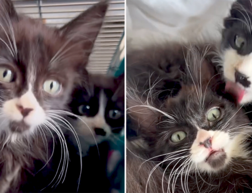 Gorgeous Long-Whiskered Tuxies Pulled from the Streets Are ‘As Good As it Gets’