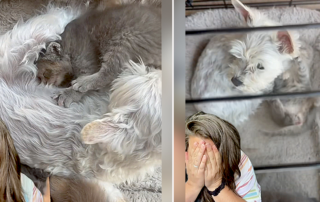 Sharon Johnson, sharon.a.life, Mother dog named Lola, rescued kittens, melt your heart rescue story. Mother's Day, Utah, mothering
