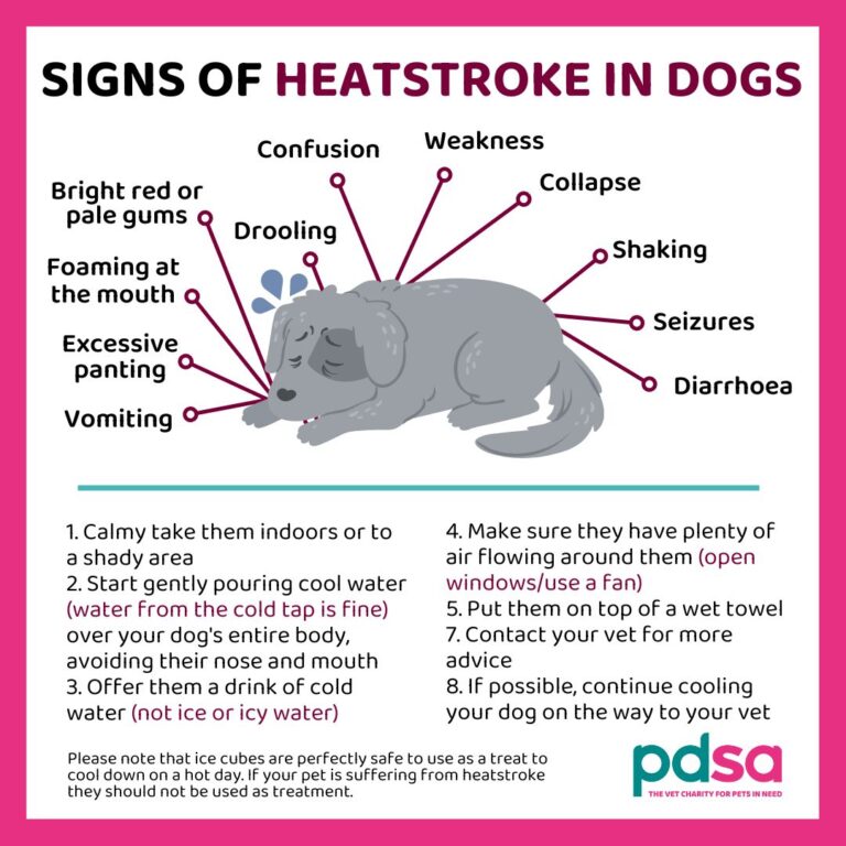 do-you-know-the-signs-when-a-cat-or-dog-could-be-having-a-heatstroke