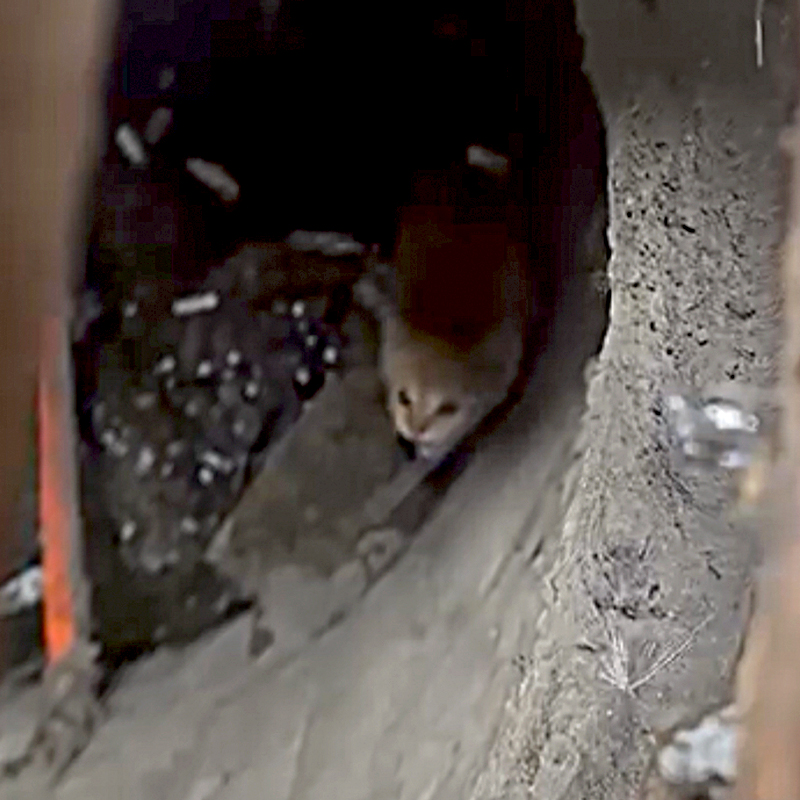 PAWS Chicago, Puddle the orange kitten saved from a sewer, sewer grate, ginger kitten, April Garza, Catherine Boryczka, Chicago Water Management, kitten rescue, Giving Day, community rescue, Ashland, Orange Line, 4