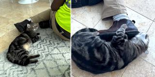 Erin Sharoni, Bagel the Baker, rescued lab cat, Beagle Freedom Project, Nathan the Cat Lady, Nowata, Oklahoma, Cable Guy, Miami, Florida,