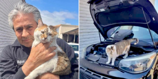 Love Your Feral Felines, San Diego, California, Sophia, Barn Cat Program, Kia Dealership, Carlsbad, Stella, friendly barn cats, barn cats turned people cats, Cat Man Chris