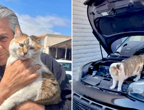 Kitty Adopted Through Barn Cat Program Becomes Favorite Meowchanic at a Car Dealership Instead