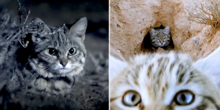 Gyra, Pantheria, black footed cat, Southern Africa, world's deadliest cat, Felis nigripes, tiny but mighty, Kitten, African savannah, Hogle Zoo, Gaia the black footed cat, Fossil Rim Wildlife Center, BBC Earth, Nature PBS