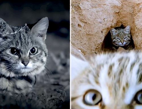 ‘Tiny But Mighty’ Reaches New Heights with the World’s Deadliest Cat