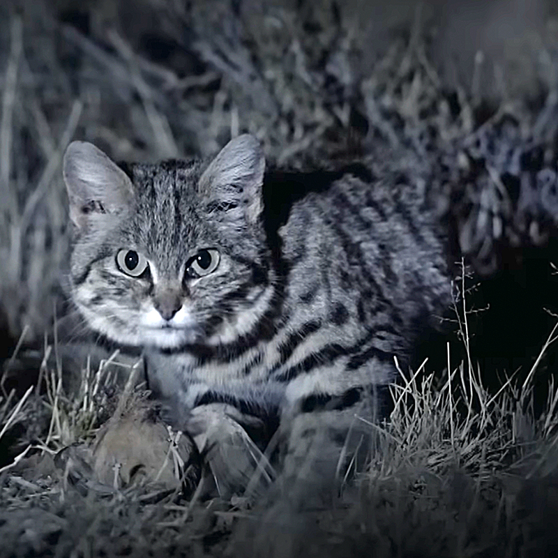 Gyra, Pantheria, black footed cat, Southern Africa, world's deadliest cat, Felis nigripes, tiny but mighty, Kitten, African savannah, Hogle Zoo, Gaia the black footed cat, Fossil Rim Wildlife Center, BBC Earth, Nature PBS black and white 2