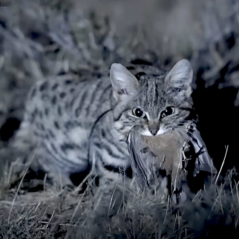 Gyra, Pantheria, black footed cat, Southern Africa, world's deadliest cat, Felis nigripes, tiny but mighty, Kitten, African savannah, Hogle Zoo, Gaia the black footed cat, Fossil Rim Wildlife Center, BBC Earth, Nature PBS black and white 1