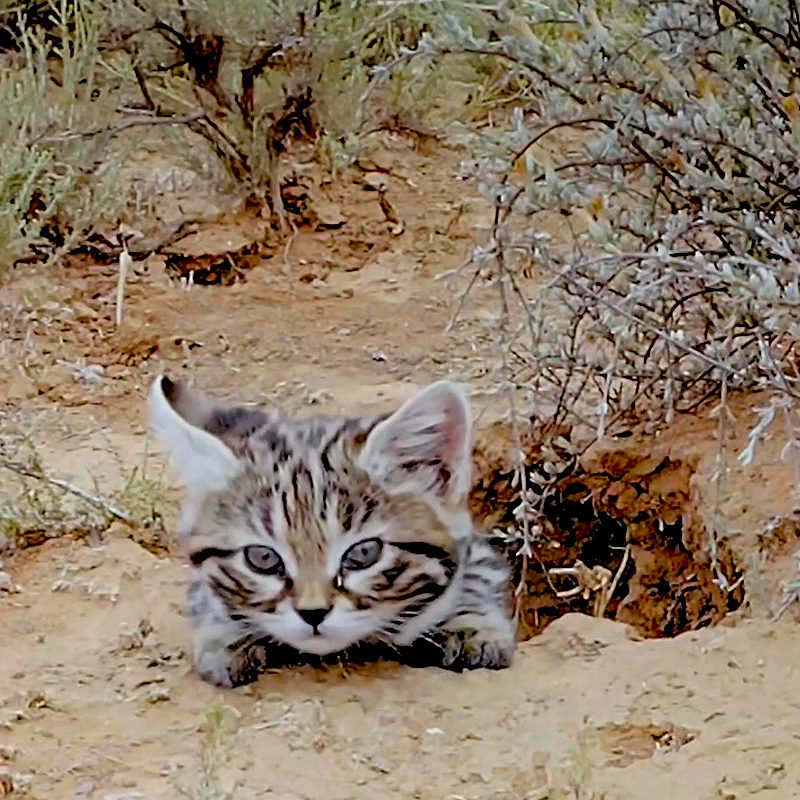 Gyra, Pantheria, black footed cat, Southern Africa, world's deadliest cat, Felis nigripes, tiny but mighty, Kitten, African savannah, Hogle Zoo, Gaia the black footed cat, Fossil Rim Wildlife Center, BBC Earth, Nature PBS, 3