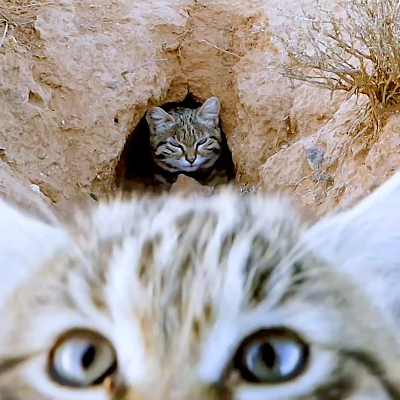 Gyra, Pantheria, black footed cat, Southern Africa, world's deadliest cat, Felis nigripes, tiny but mighty, Kitten, African savannah, Hogle Zoo, Gaia the black footed cat, Fossil Rim Wildlife Center, BBC Earth, Nature PBS, 2