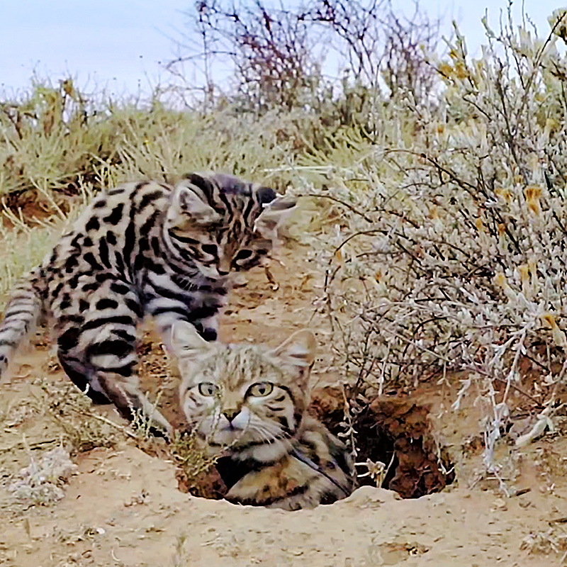 Gyra, Pantheria, black footed cat, Southern Africa, world's deadliest cat, Felis nigripes, tiny but mighty, Kitten, African savannah, Hogle Zoo, Gaia the black footed cat, Fossil Rim Wildlife Center, BBC Earth, 