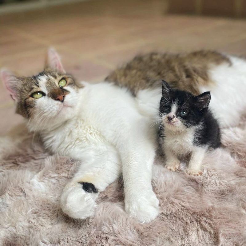  Officer Gretchen Bryne, Cat Cop, Bocaratona, , Marc Antony and Pussyfoot, Batcat, cute kittens, rescued kittens, BKA, Byrne's Kitten Academy, Coral Springs Humane Unit, Florida, 3